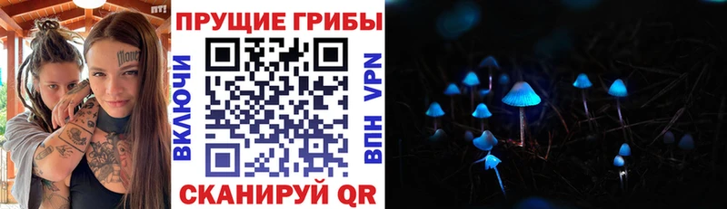 Купить где  Брюховецкая  Галлюциногенные грибы Psilocybe 